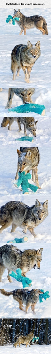 Coyote et peluche
