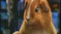 Hamster