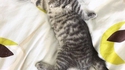 Chat égyptien