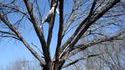 Chiens d'arbre