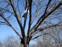 Chiens d'arbre