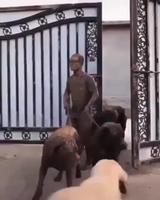 Sortir les chiens 