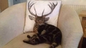 Chat-vreuil