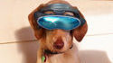 Cyber chien