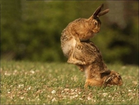 Le lapin court après la lapine