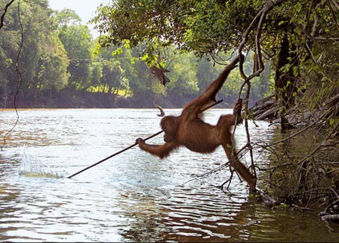 Un orang-outan tente d'harponner des poissons.