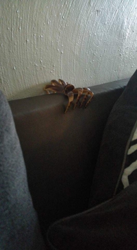 Pince à cheveux araignée