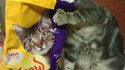 Caché le chat ?