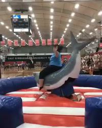 Rodéo sur requin mécanique