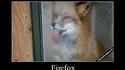 Firefox + Windows