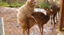Mouton + Biche
