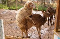 Mouton + Biche