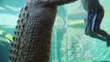 Baignade avec un crocodile