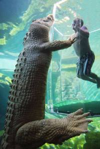 Baignade avec un crocodile