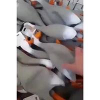 Un beau tas de canard 