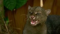 Un gros chat