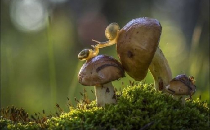 Un couple d'escargots sur des champignons.