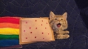 Nyan cat IRL 3