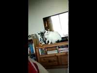 Connard de chat ?
