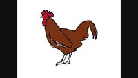 How to draw a cock 