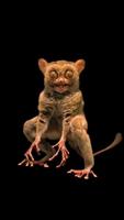 Cephalopachus bancanus, le tarsier de Bornéo ou tarsier de Horsfield (traduction de l'anglais) ou tarsier de Banca ou tarsier occidental