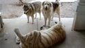 Chiens et tigre