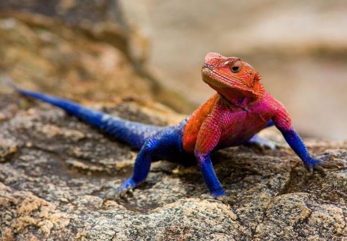 L'agama à tête plate de Mwanza, également connu sous le nom d'agama Spider-Man, ne peut pas tisser de toiles mais peut grimper facilement sur des murs verticaux.