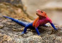 Agama spider-man 