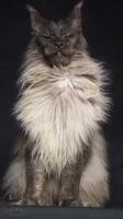 Un chat photogénique 