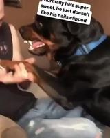 Couper les ongles du chien 