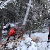 Bûcherons professionels ?