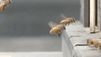 Crash aérien
