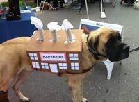 Déguisement pour chien 3