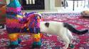 Chat Vs. piñata