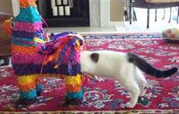 Chat Vs. piñata