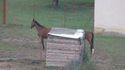 Un cheval long qui est long
