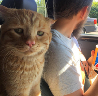 Quand tu sais que tu vas te faire castrer