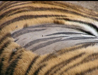 Même rasé, un tigre conserve ses rayures!