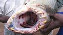 Poisson monstrueux