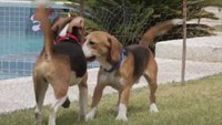 Des beagles découvrent l’extérieur pour la première fois.