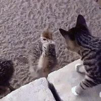 la vengeance est un plat qui se mange poilu !