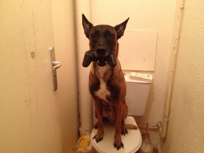 Ce n'est pas qu'une série c'est un fait. Mon chien tiens une manette sur les toilettes.