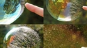 Comment les bulles éclatent