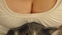 Un chat