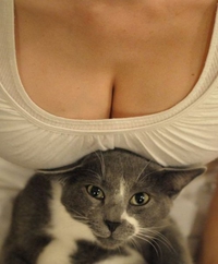 Un chat