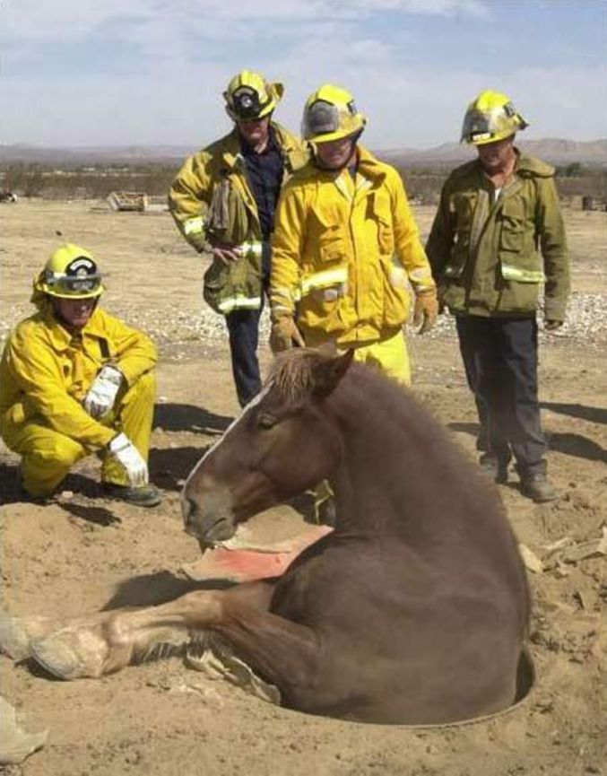 Un cheval qui n'a pas vu le trou.