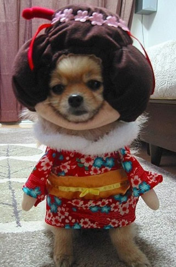 Un petit chien déguisé en Geisha