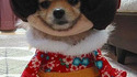 Geisha dog