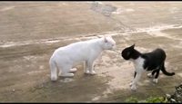 Chat possédé 4