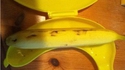 Étui à banane